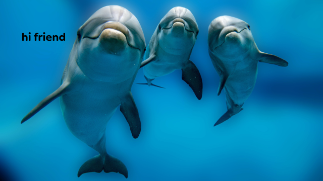 Two Different Species of Dolphins in Australia Are Living Harmoniously