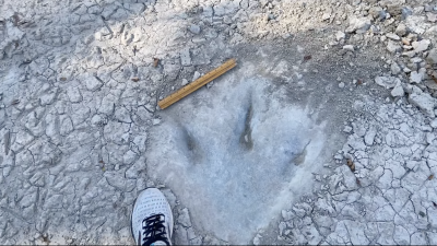 Dinosaur Tracks Uncovered in Texas