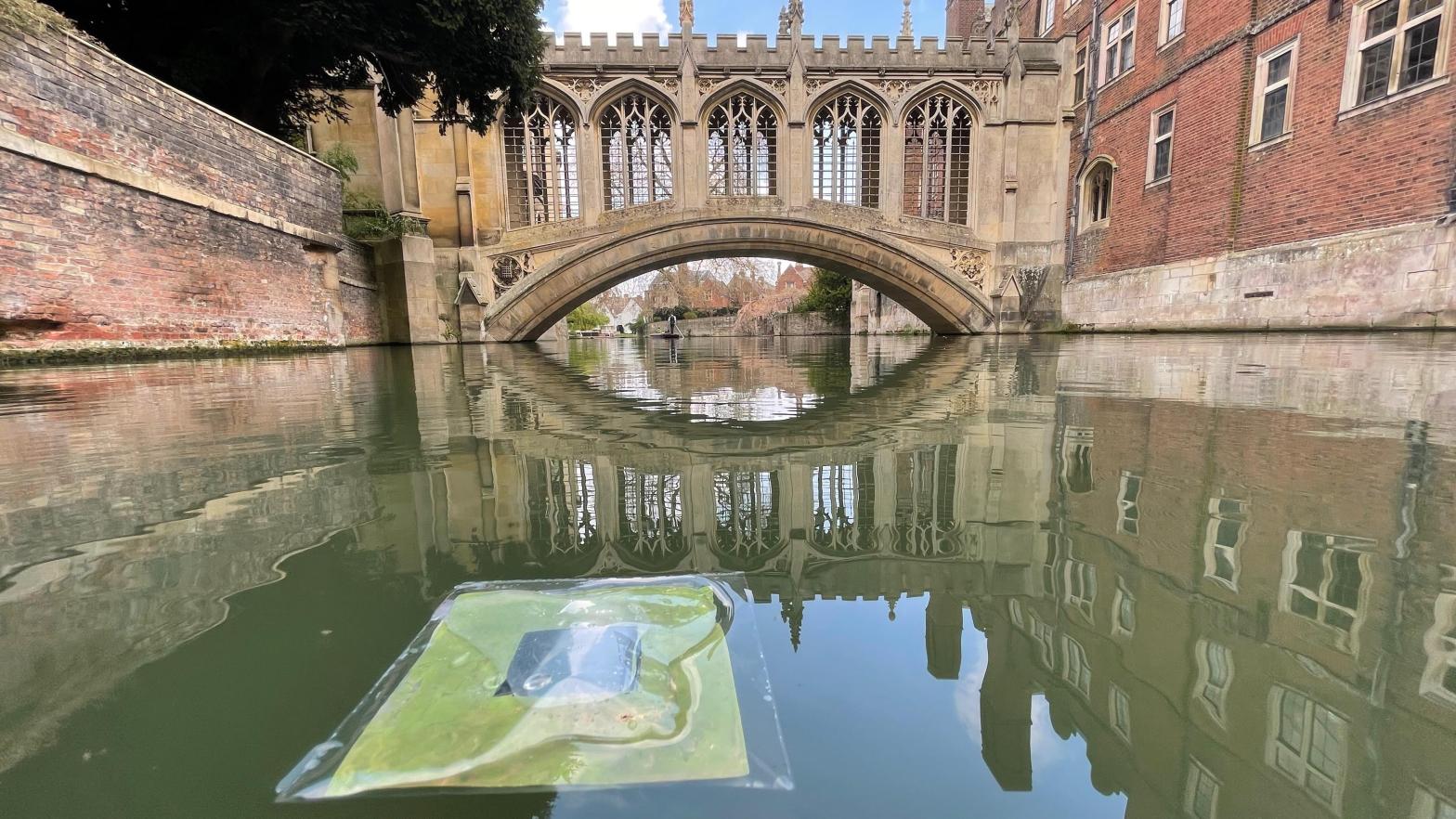 One of the artificial leaves floating on the River Cam near the Bridge of Sighs in Cambridge. (Photo: Virgil Andrei)