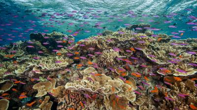 Dell Partners With the Citizens of the Great Barrier Reef to Help Conservation Efforts