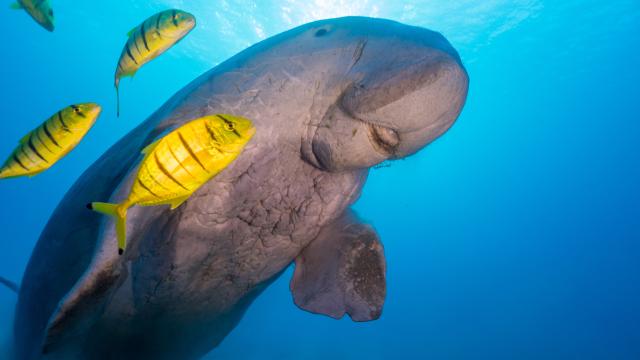 Dugongs, Beloved Vegetarian ‘Mermaids,’ Declared Extinct Near China