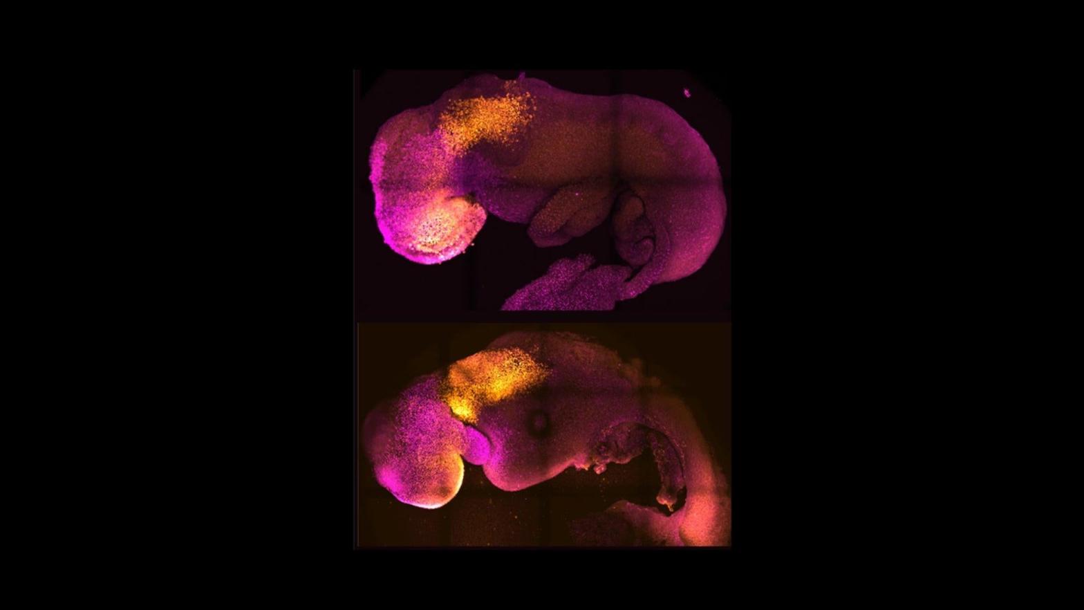 A comparison of a natural (top) and synthetic (bottom) mouse embryo, which shows similar brain and heart formation.  (Photo: Amadei and Handford)