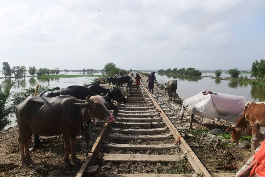 Livestock is seen secured to an elevated railway track in a flooded area after heavy monsoon rains in Jacobabad, Sindh province, on August 26, 2022.  (Photo: Asif HASSAN / AFP, Getty Images)