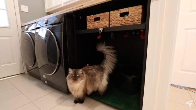 This Woman Created An AI System to Monitor Her Cat’s Poop