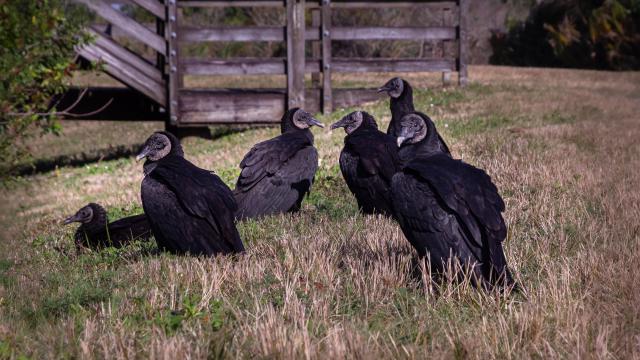 Bird Flu Claims Over 100 Black Vultures in New Jersey