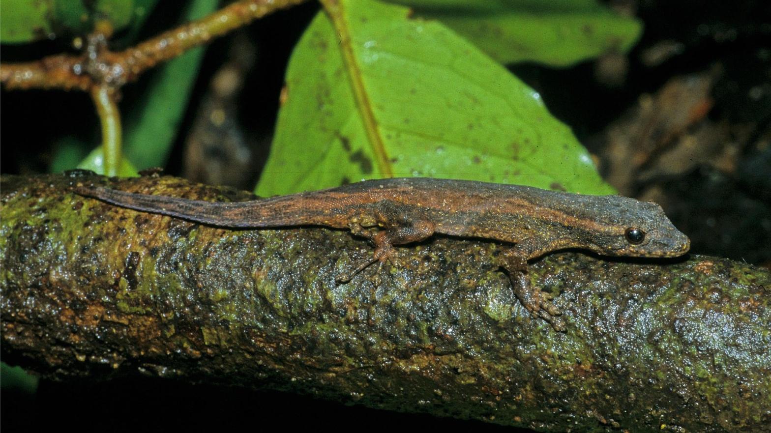The adorable Lygodactylus salvi, one of the newly described species. (Photo: Vences et al., Zootaxa 2022)
