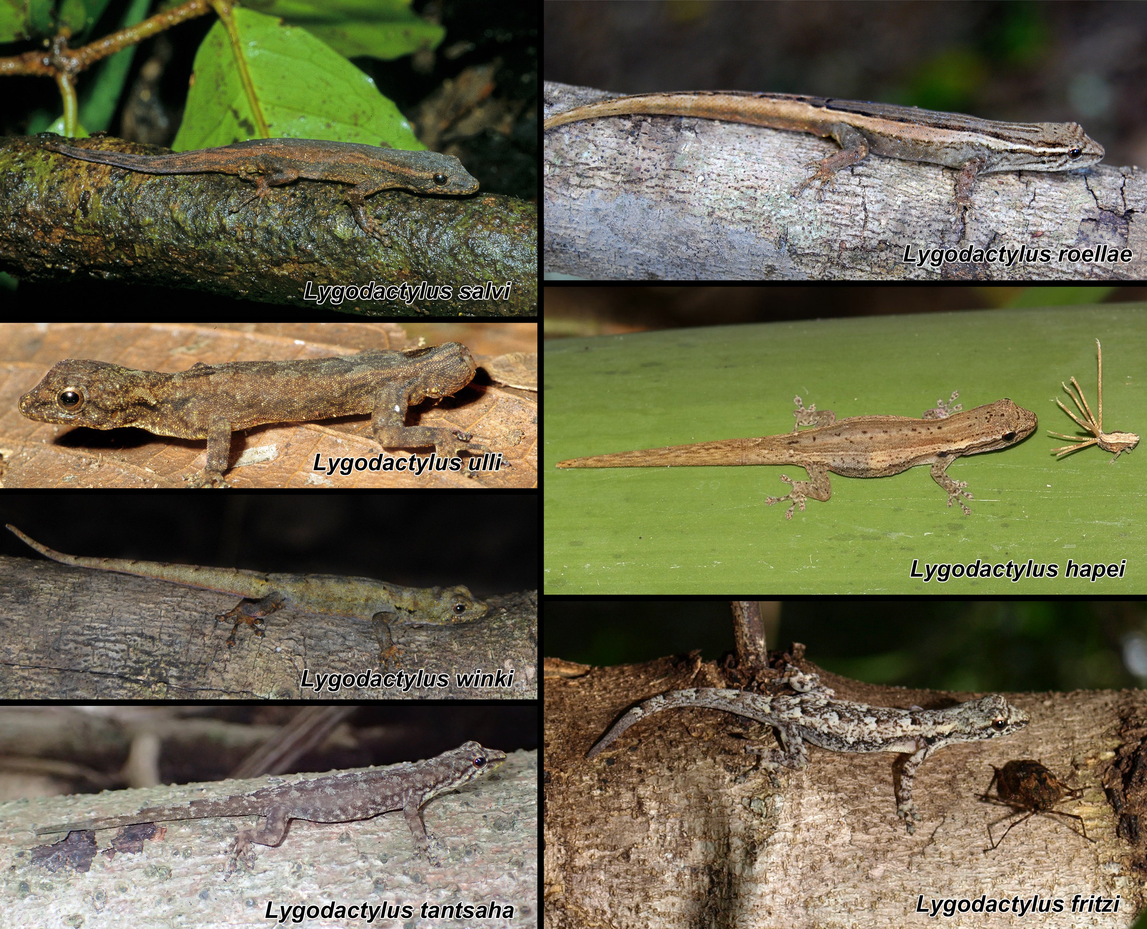 Seven of the genus Lygodactylus, described in the recent paper. (Photo: Vences et al., Zootaxa 2022)