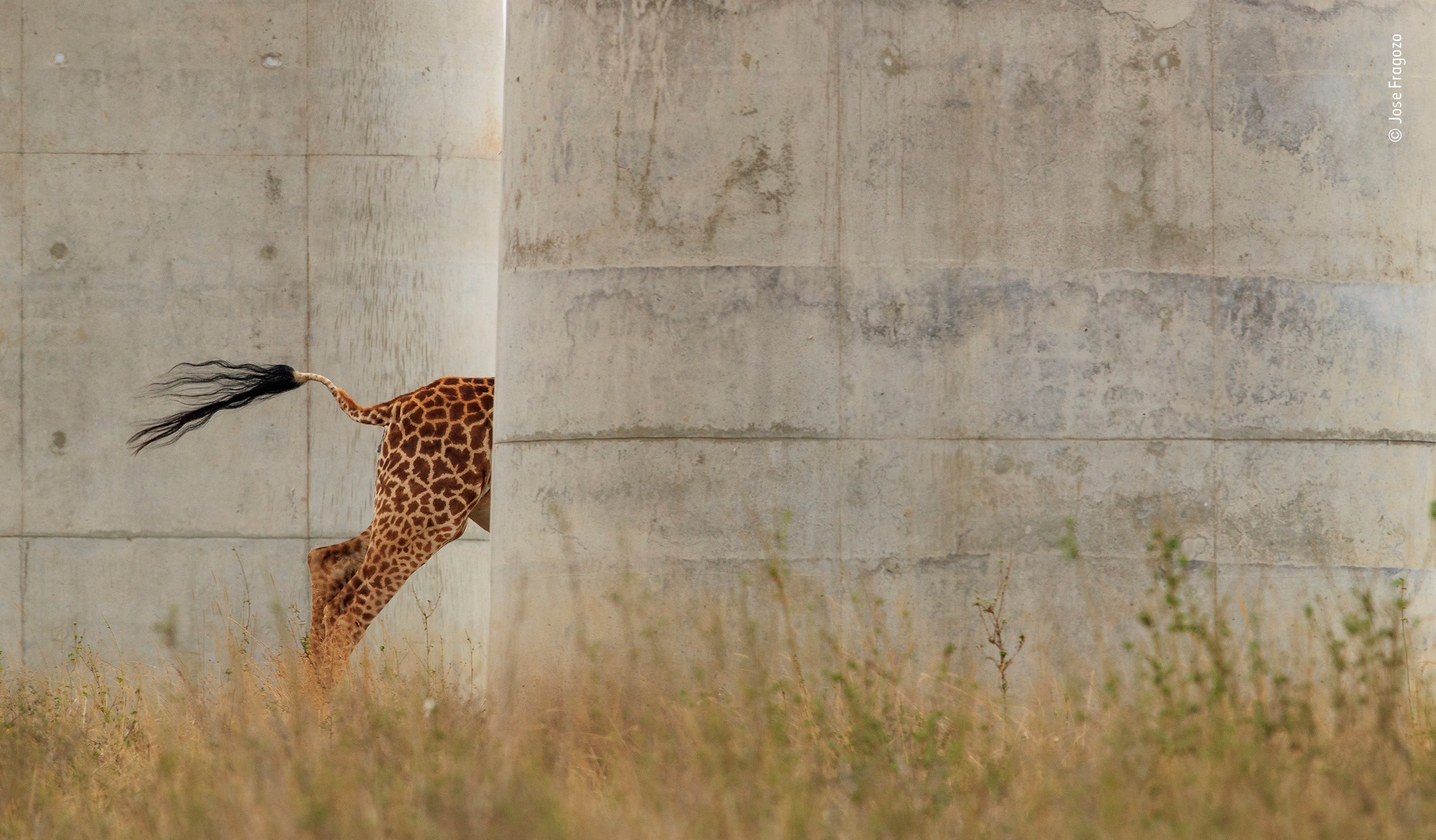Photo: Jose Fragozo/Wildlife Photographer of the Year