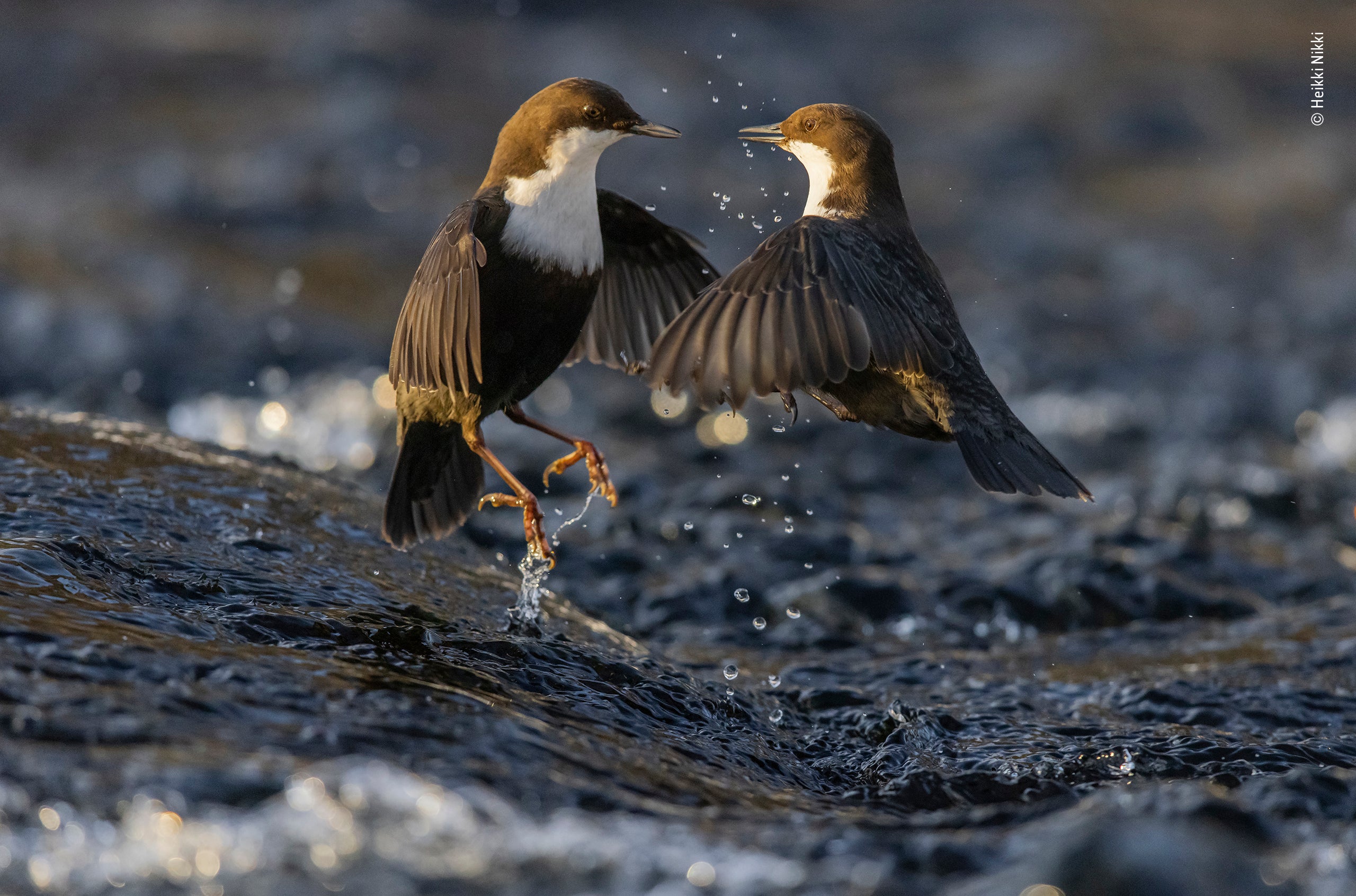 Photo: Heikki Nikki/Wildlife Photographer of the Year
