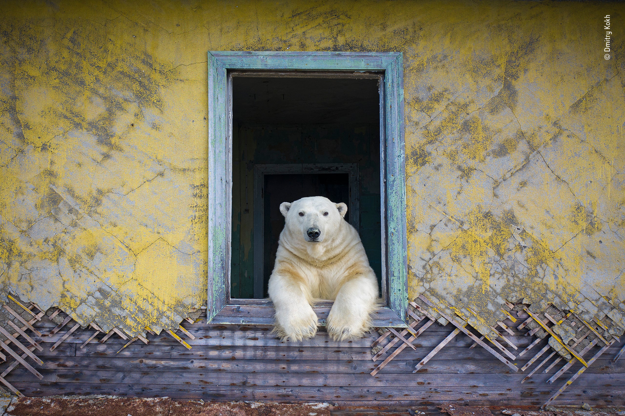 Photo: Dmitry Kokh/Wildlife Photographer of the Year