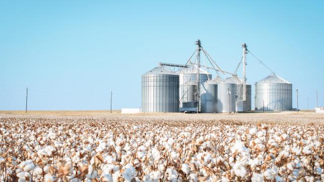 The Newest Drought Victim in Texas: Cotton