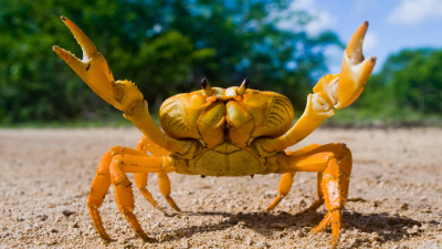 Batteries Made From Crab Shells? It’s More Likely Than You Think