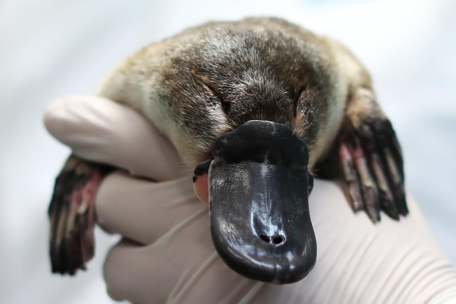 A platypus at the Taronga Zoo in Australia. (Photo: Mark Metcalfe, Getty Images)