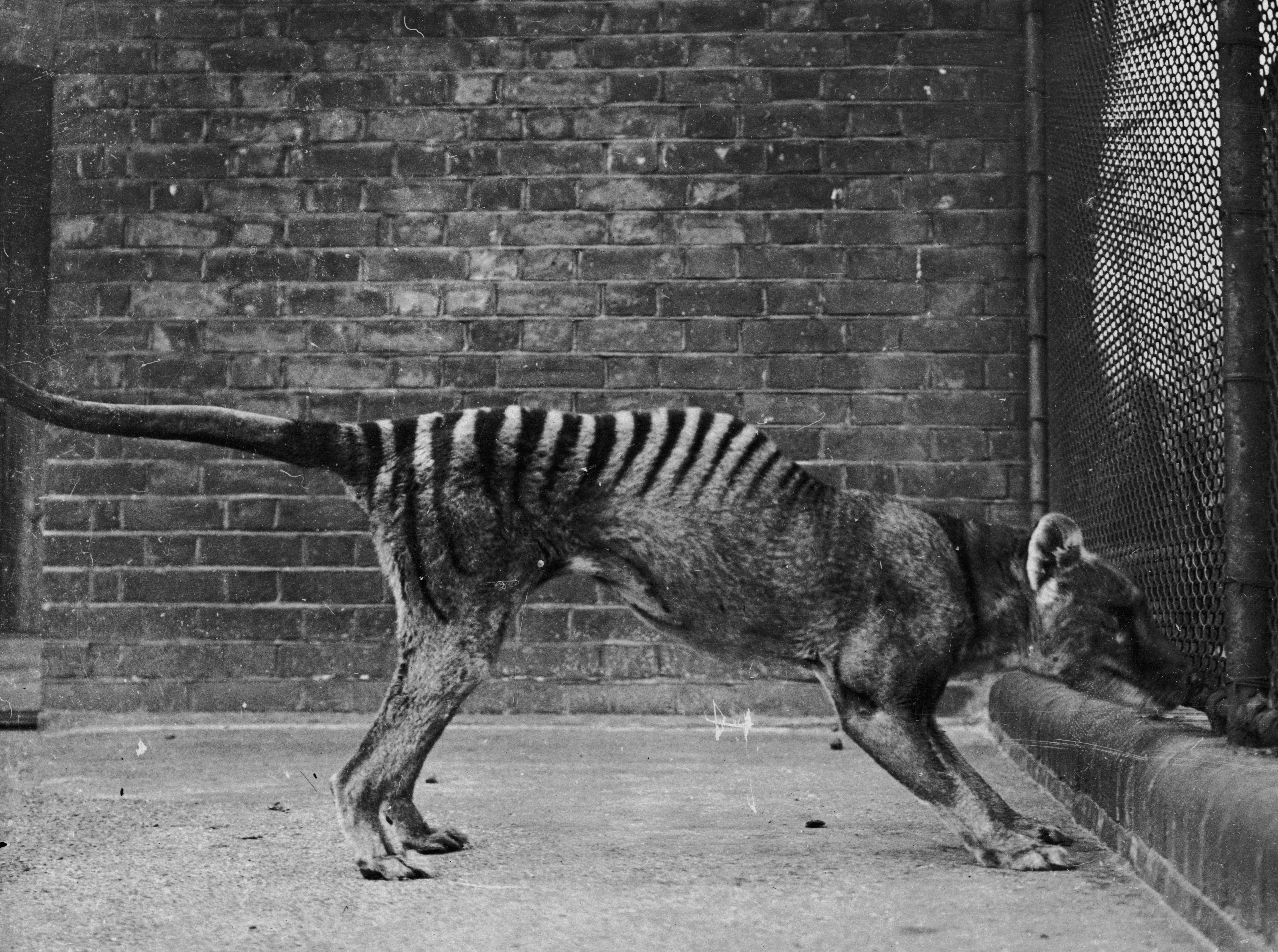 The thylacine, a marsupial predator driven to extinction by humans. (Photo: Topical Press Agency/Hulton Archive, Getty Images)