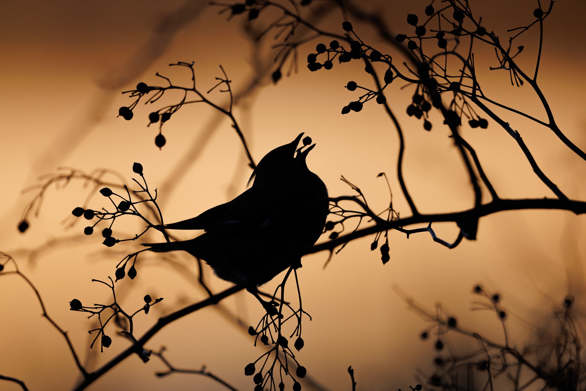 The silhouette of a Bohemian waxwing chomping on some berries. (Photo: Simon d’Entremont)