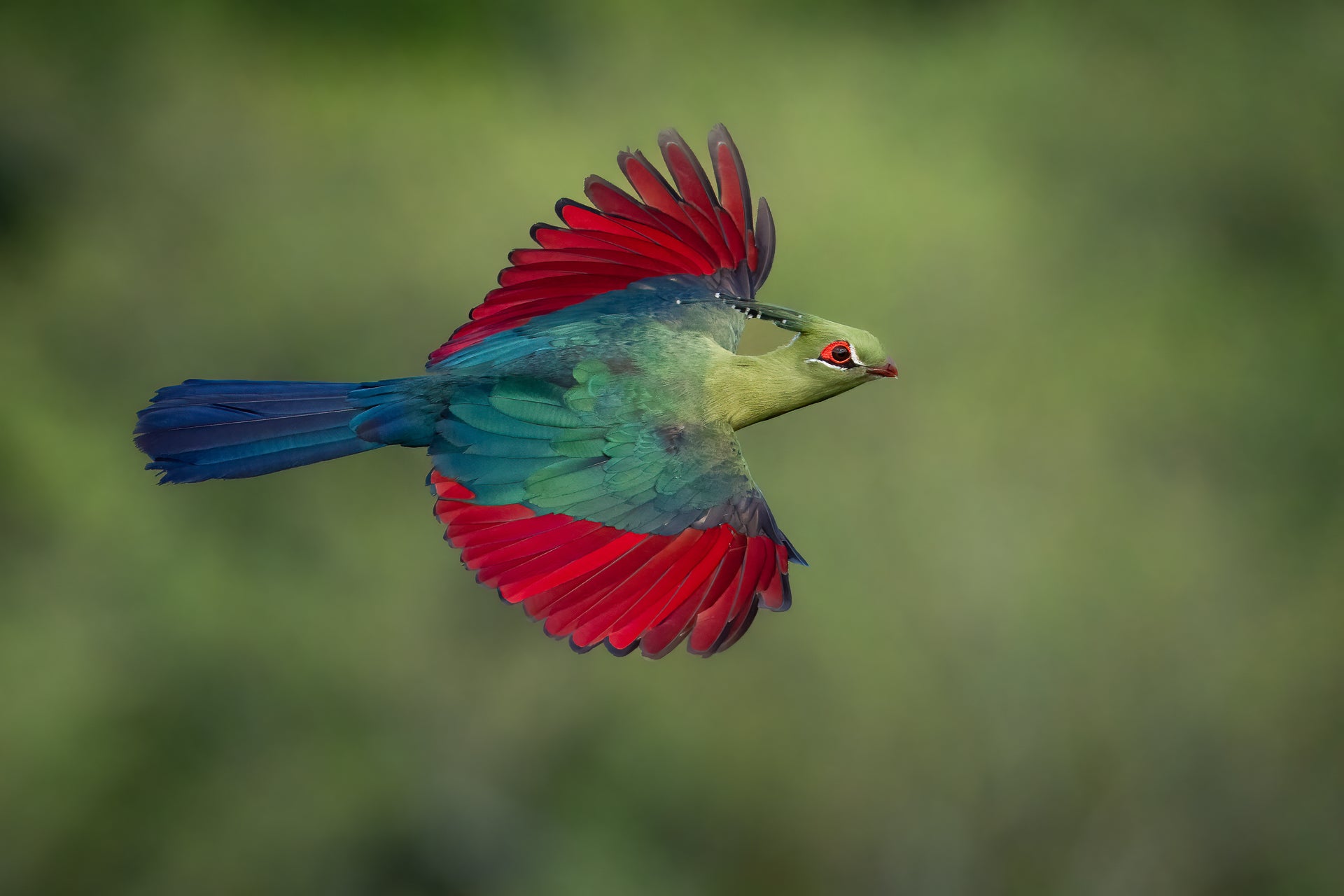 A Schalow's turaco flying. (Photo: Aaron Baggenstos)