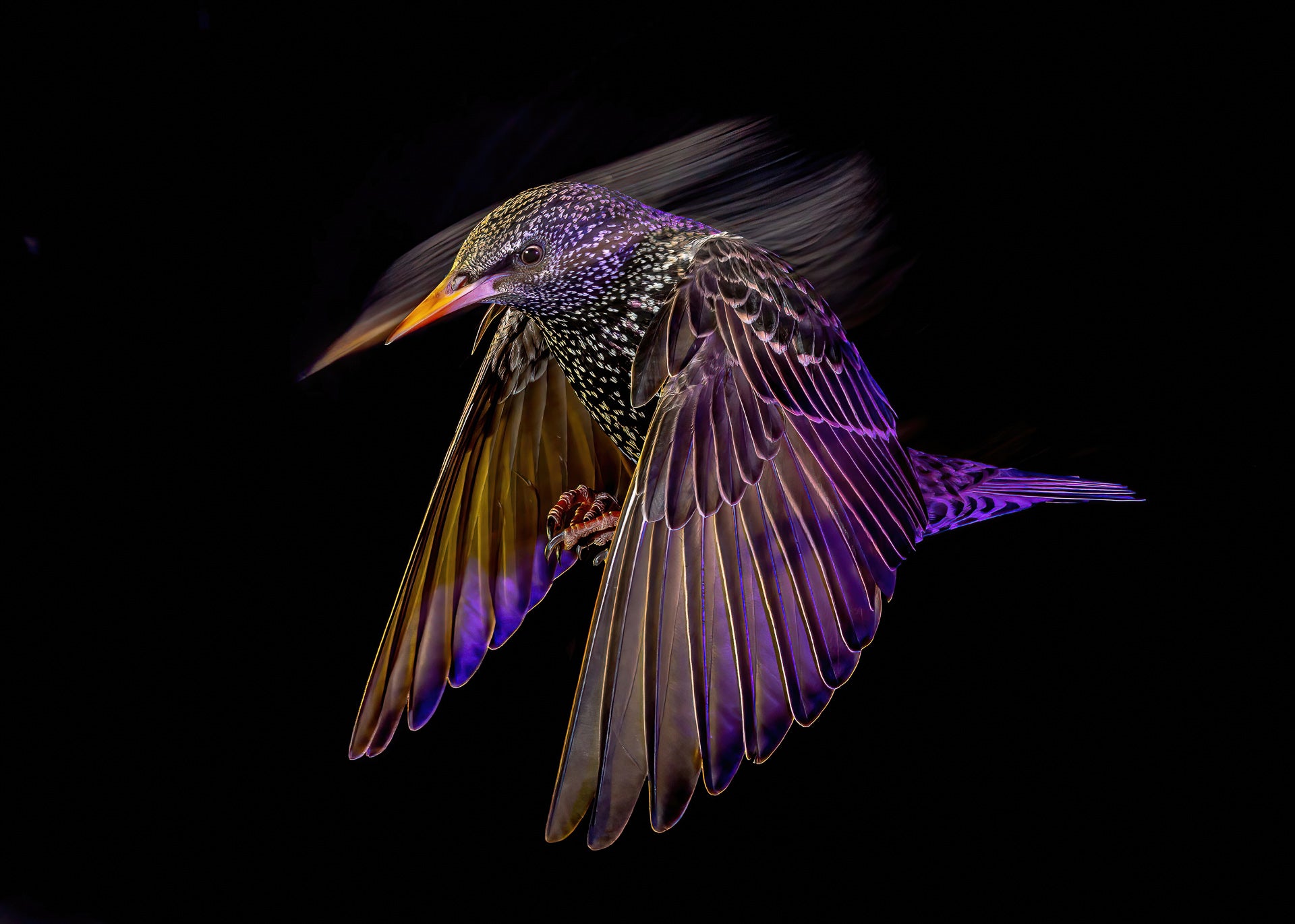 A starling swoops towards a feeder at night. (Photo: Mark Williams)