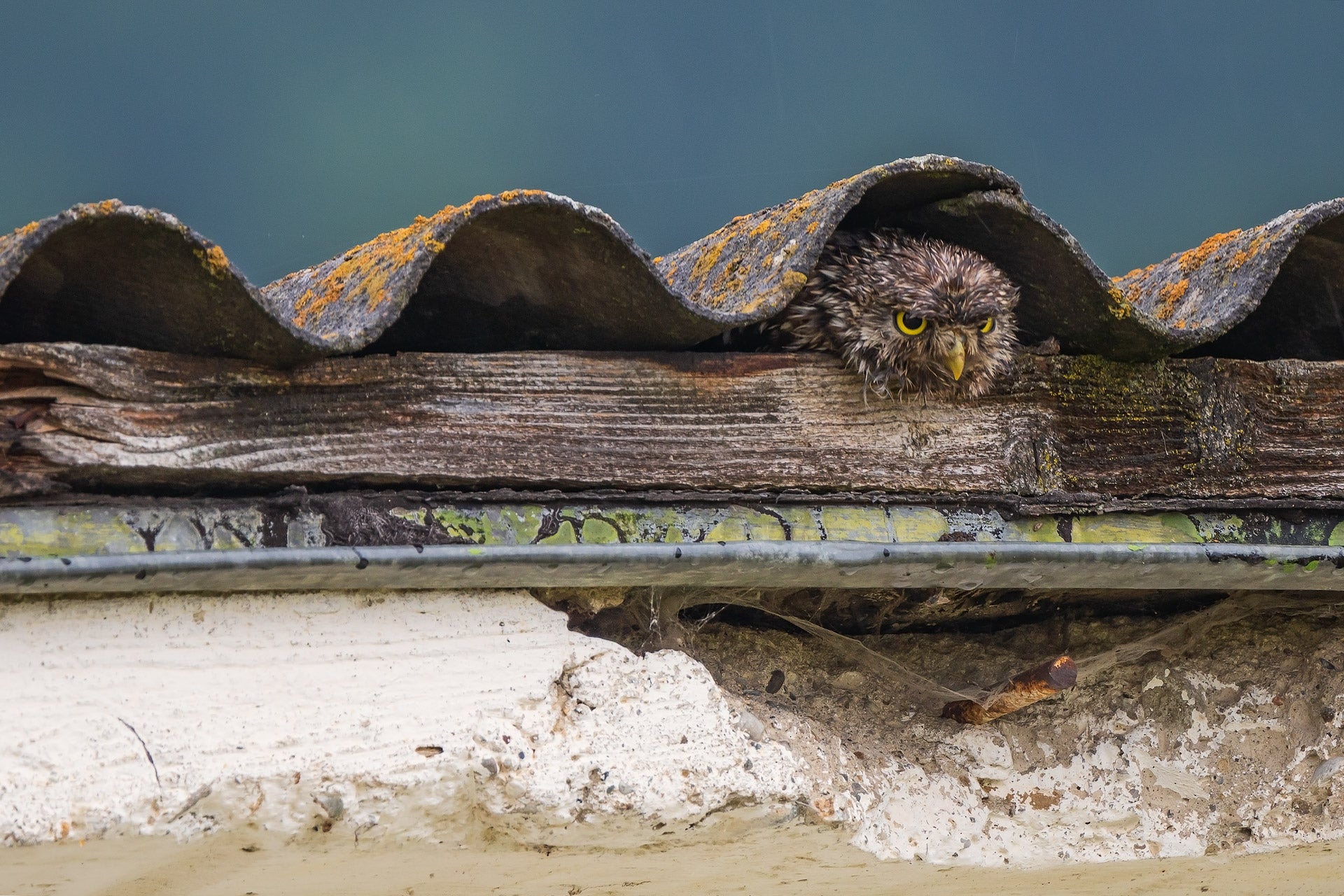 An owl looks annoyed as it sits under a house's roof. (Photo: Laszlo Potozky)