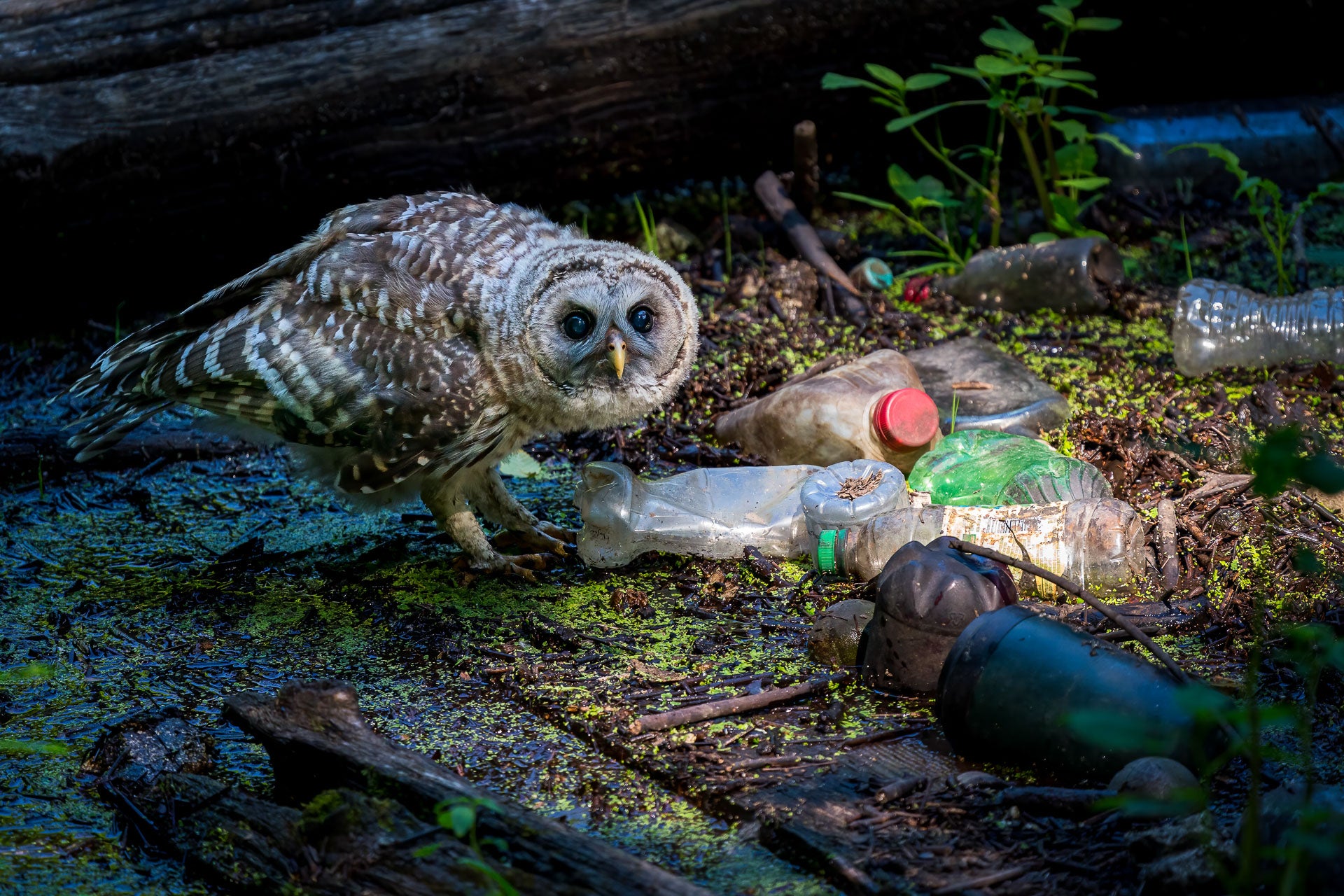 An owlet casts a forlorn figure next to human refuse in a forest. (Photo: Kerry Wu)