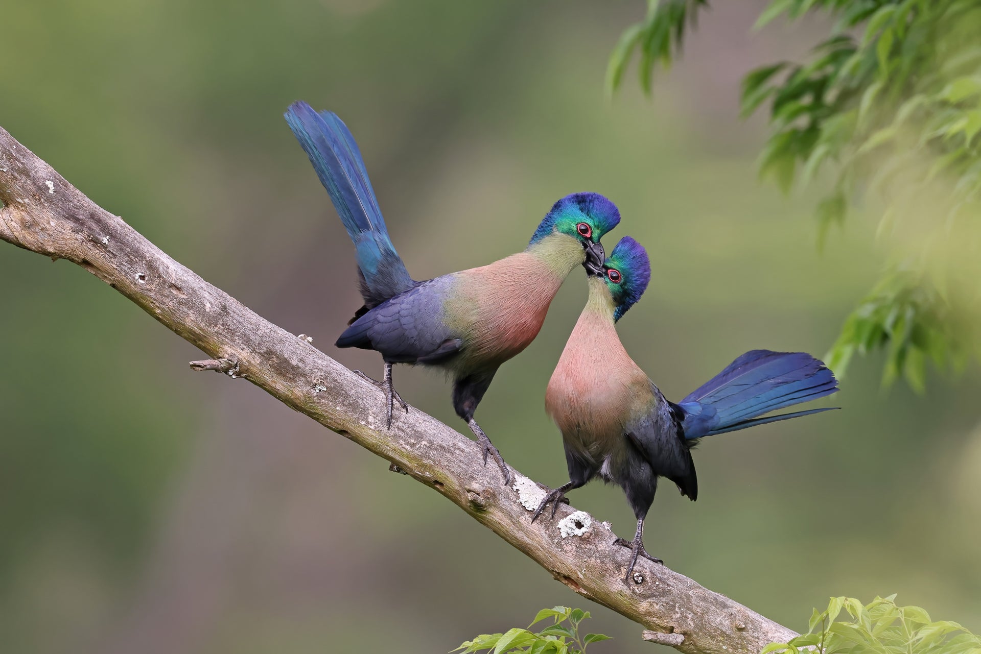 Two turacos share an intimate moment on a branch. (Photo: Richard Flack)