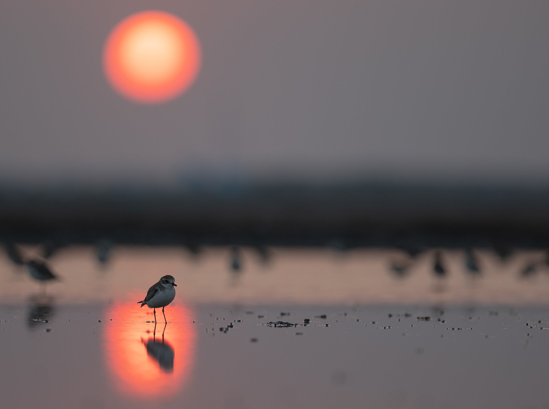 A petite plover sits in the reflection of the setting sun on a Thai beach. (Photo: Thamboon Uyyanonvara)