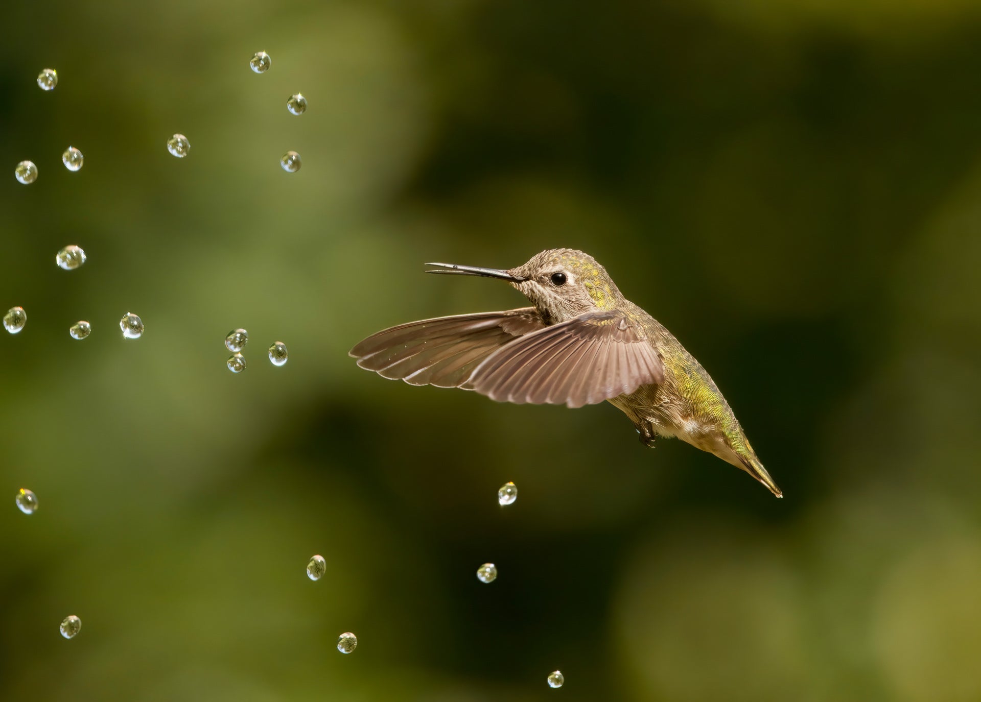An Anna's hummingbird is curious about these water droplets. (Photo: Parham Pourahmad)