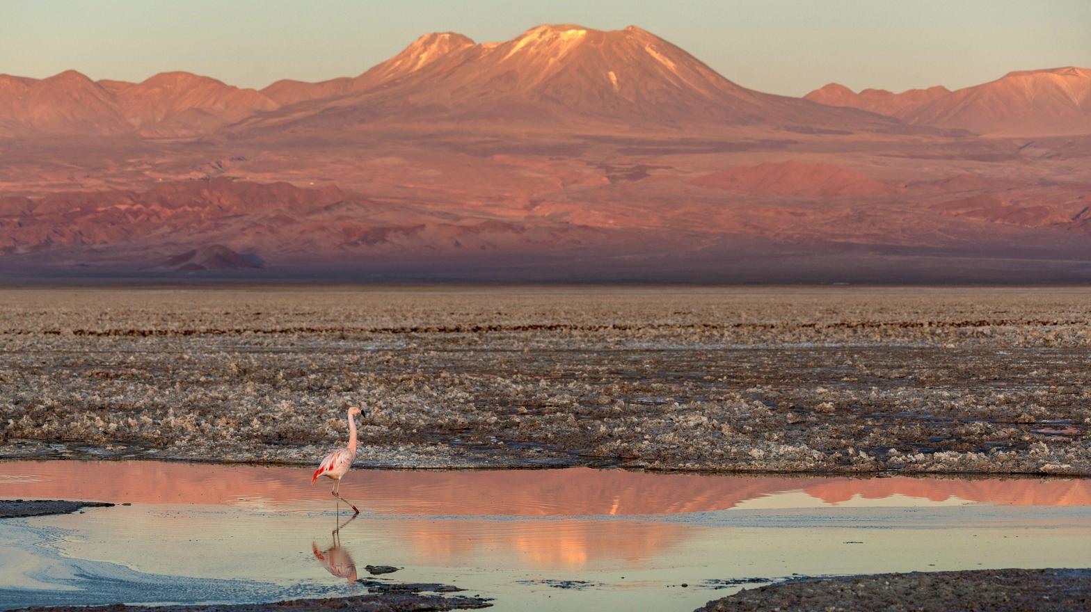 A flamingo wanders in a brine pond in the Atacama. (Photo: John Moore, Getty Images)