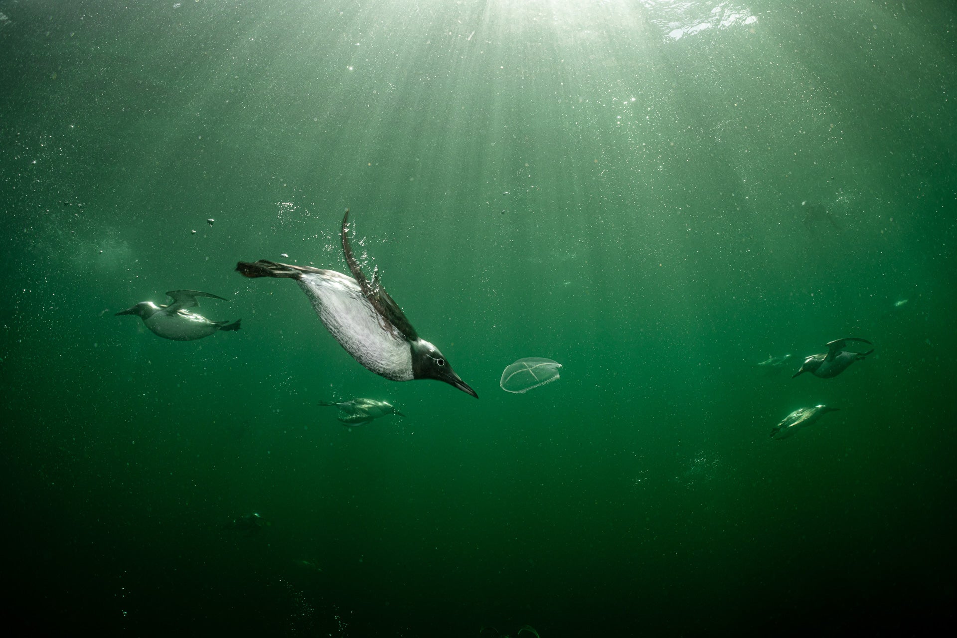 Common murres diving in a Scottish marine preserve. (Photo: Henley Spiers)