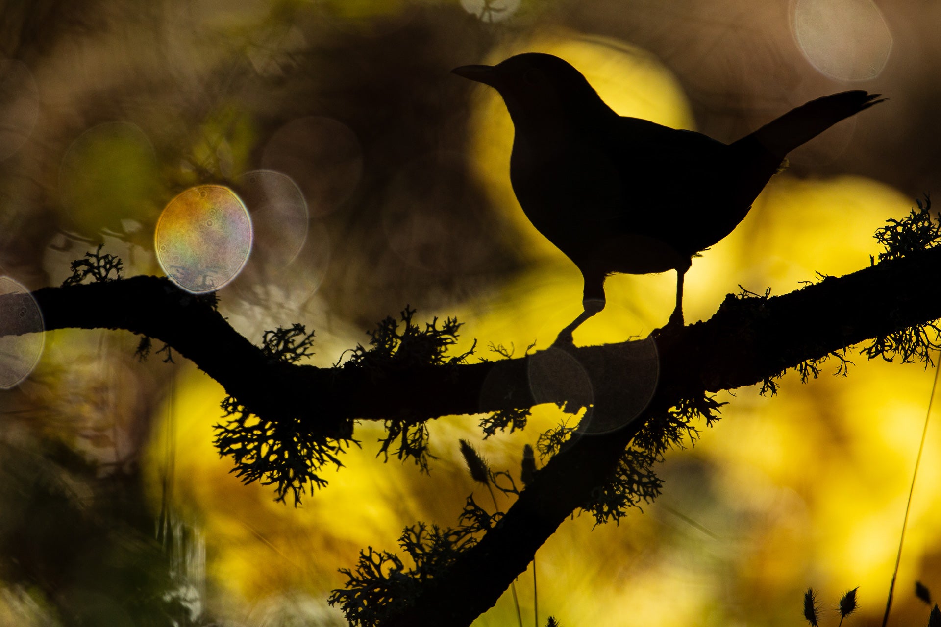 A Eurasian blackbird on a mossy branch. (Photo: Andrés Luis Domínguez Blanco)