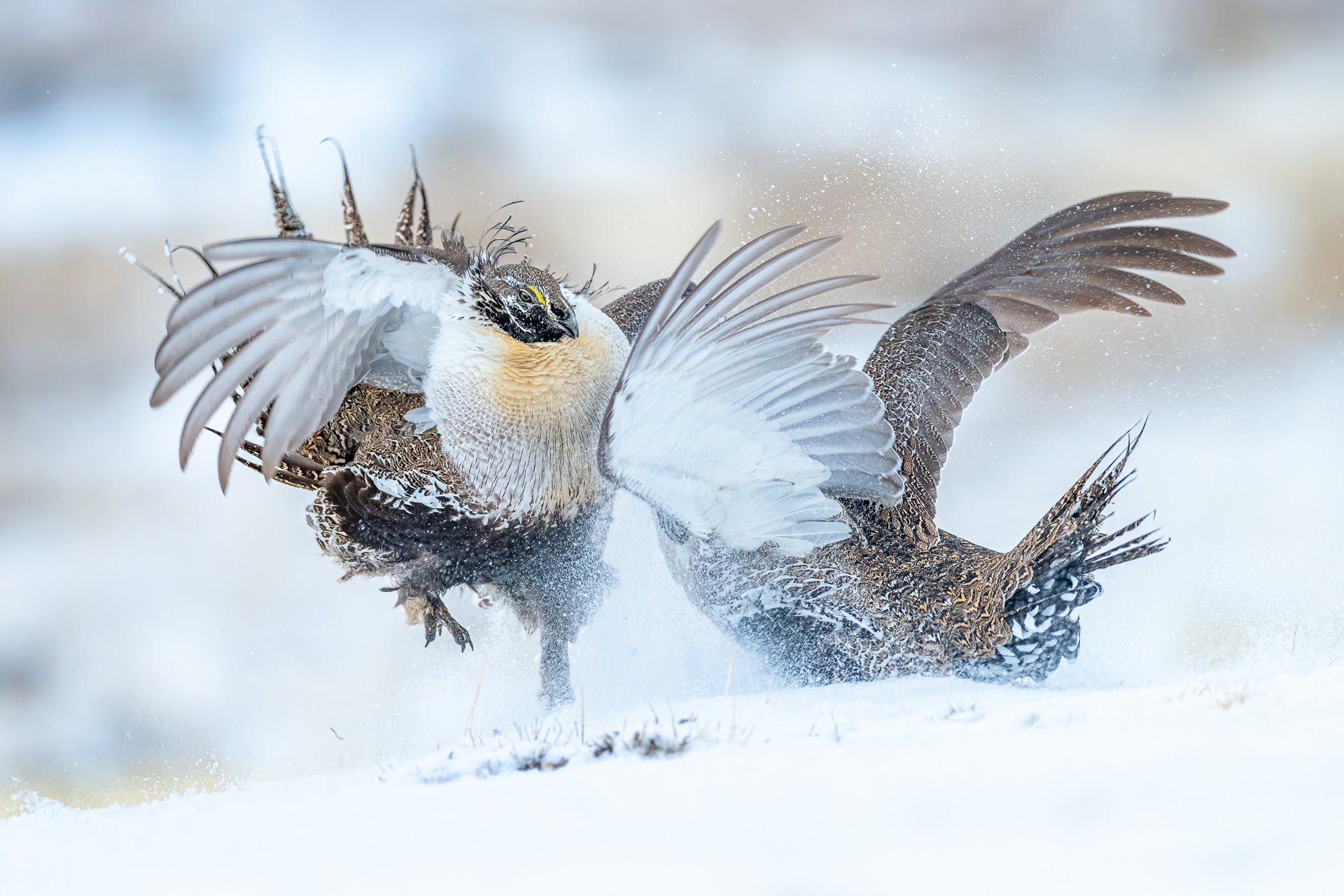Two male sage grouses face off in the snow. (Photo: Peter Ismert)