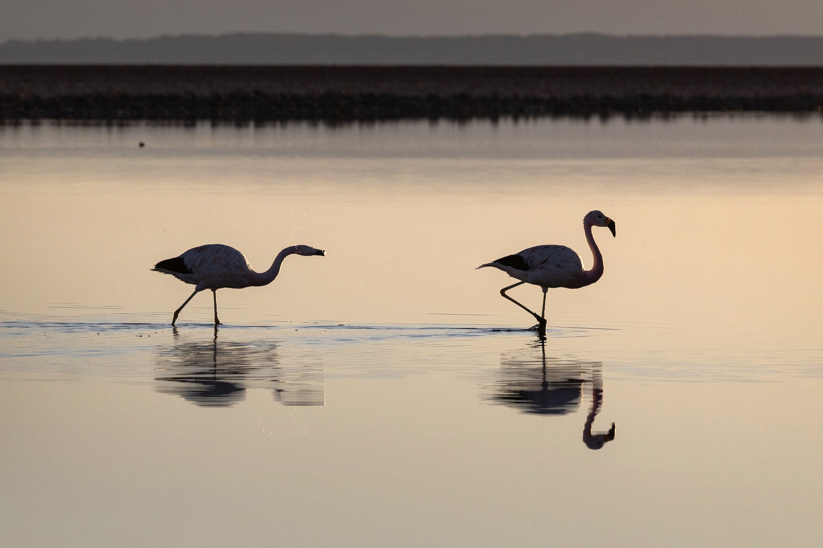 Flamingos are crucial to the local economy and ecosystems. (Photo: John Moore, Getty Images)