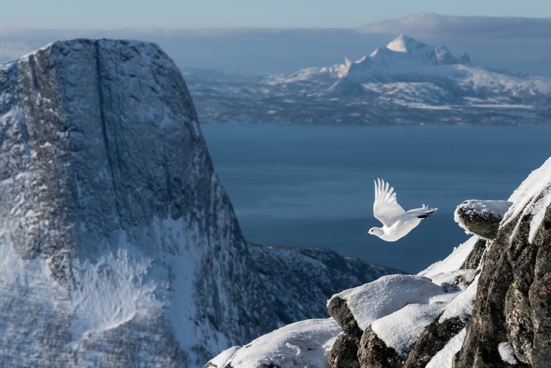 A rock ptarmigan takes wing in Norway. (Photo: Erlend Haarberg)