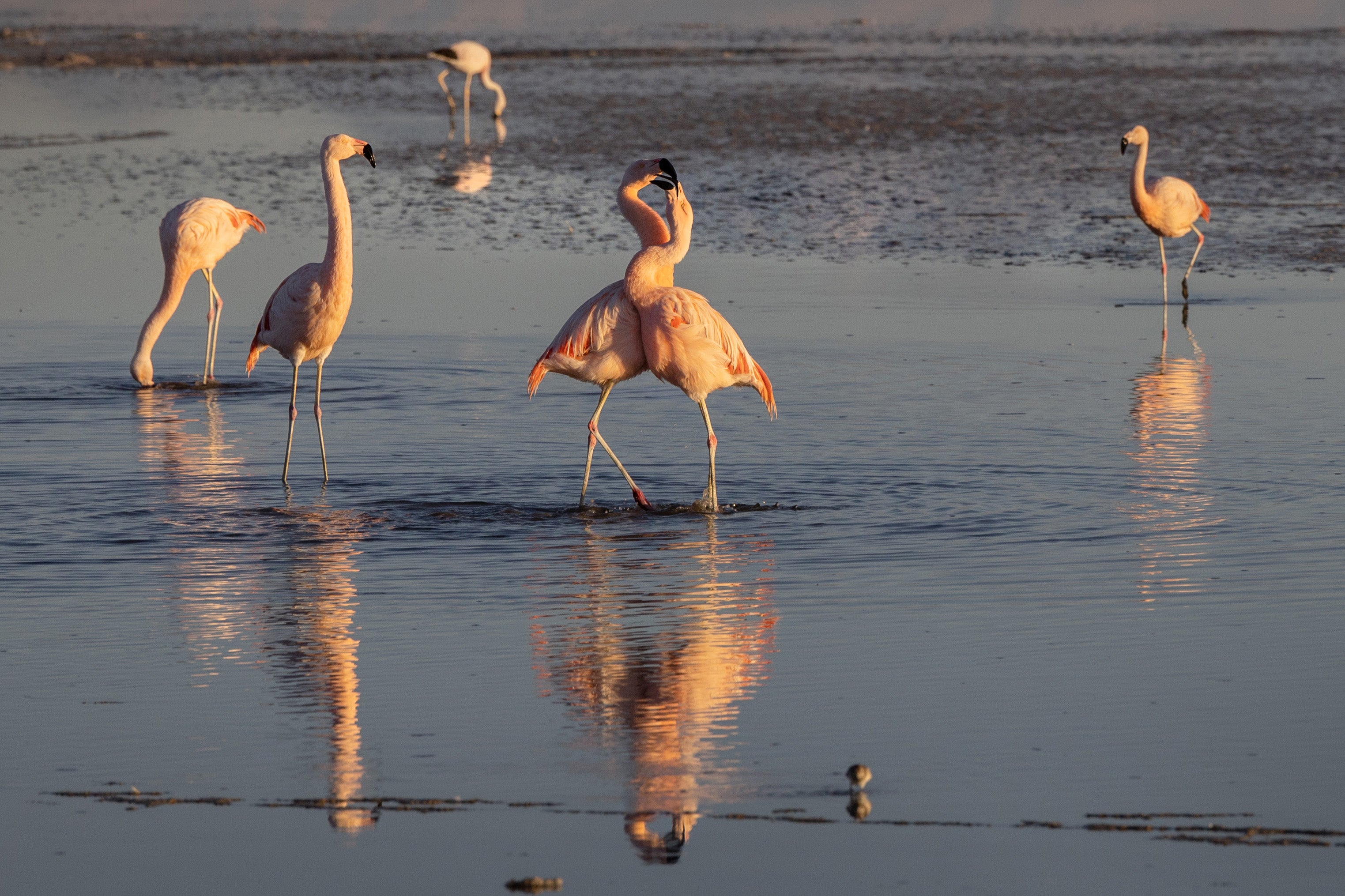 Flamingos scuffle. (Photo: John Moore, Getty Images)