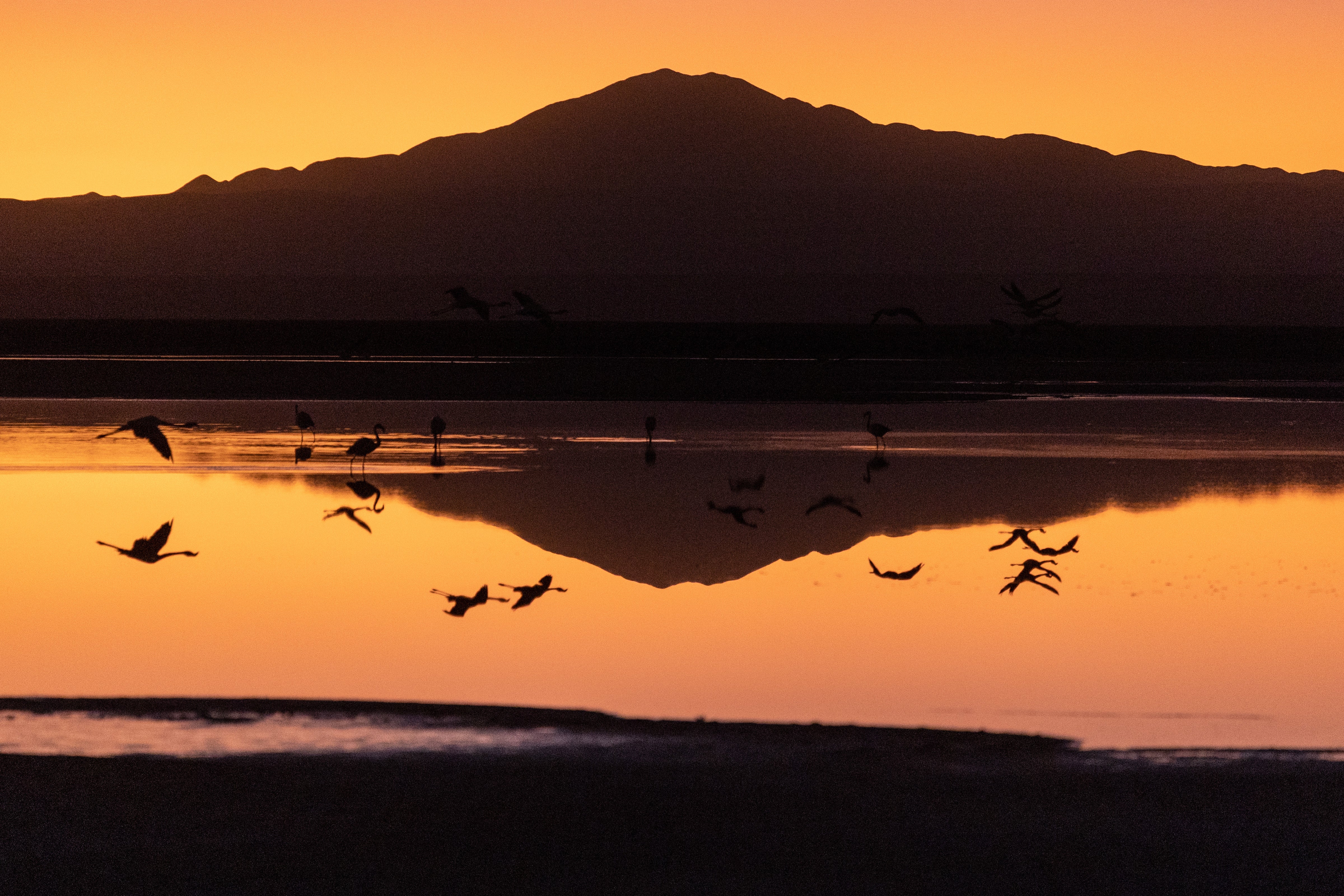 Flamingos fly over the brine lake. (Photo: John Moore, Getty Images)