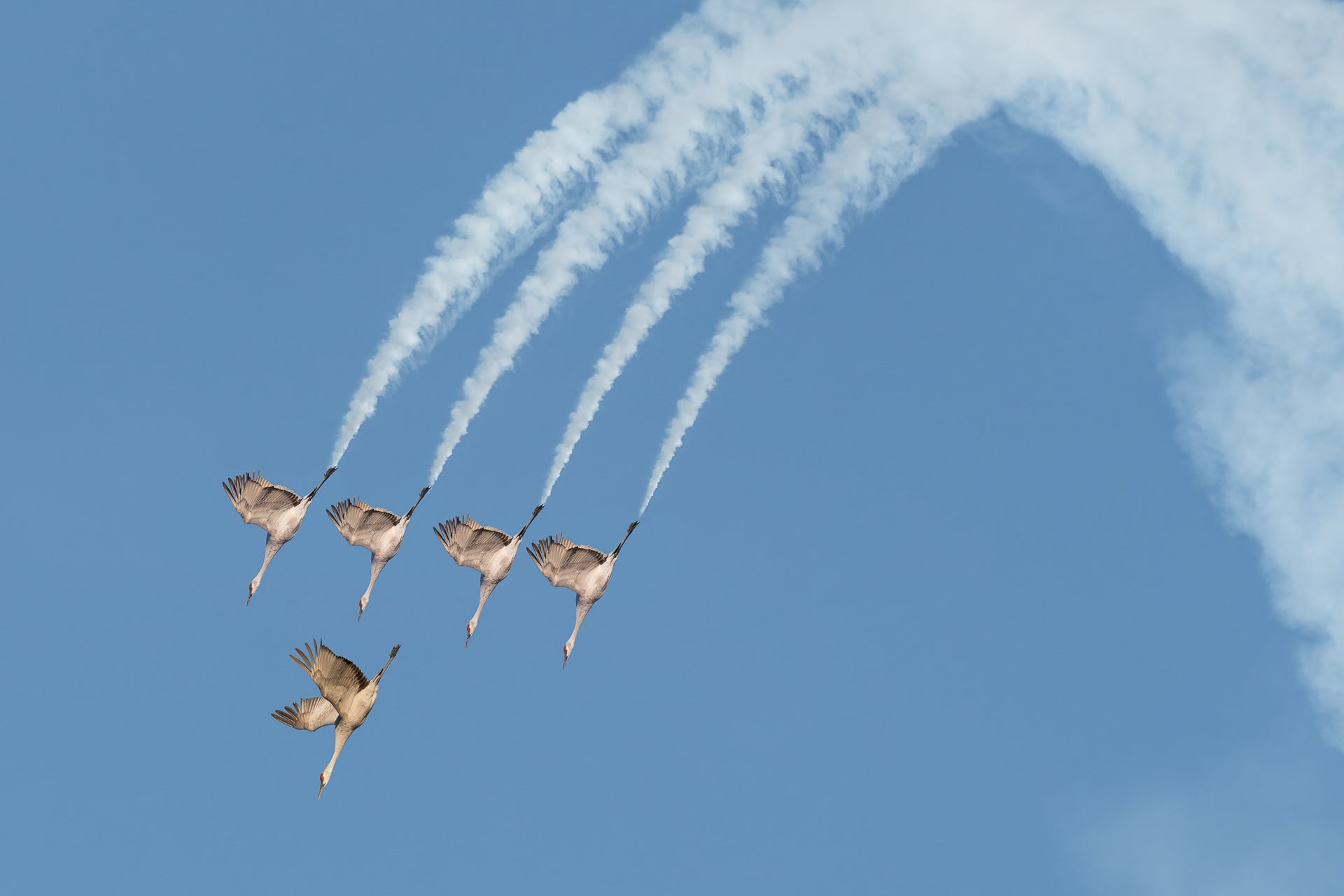 An intriguingly crafted image combined from photos of sandhill cranes and an airshow. (Image: Wei Lian)