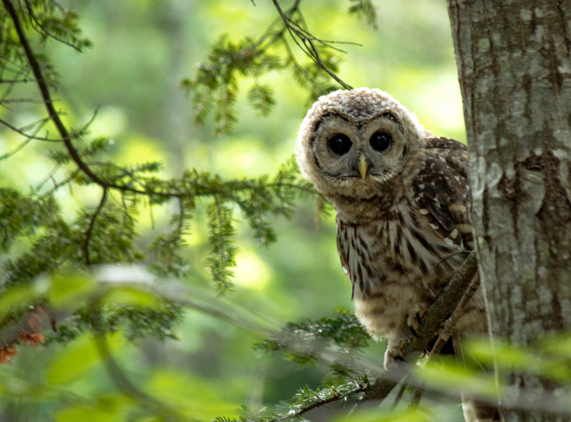 A young barred owl in Maine. (Photo: Arjun Jenigiri)