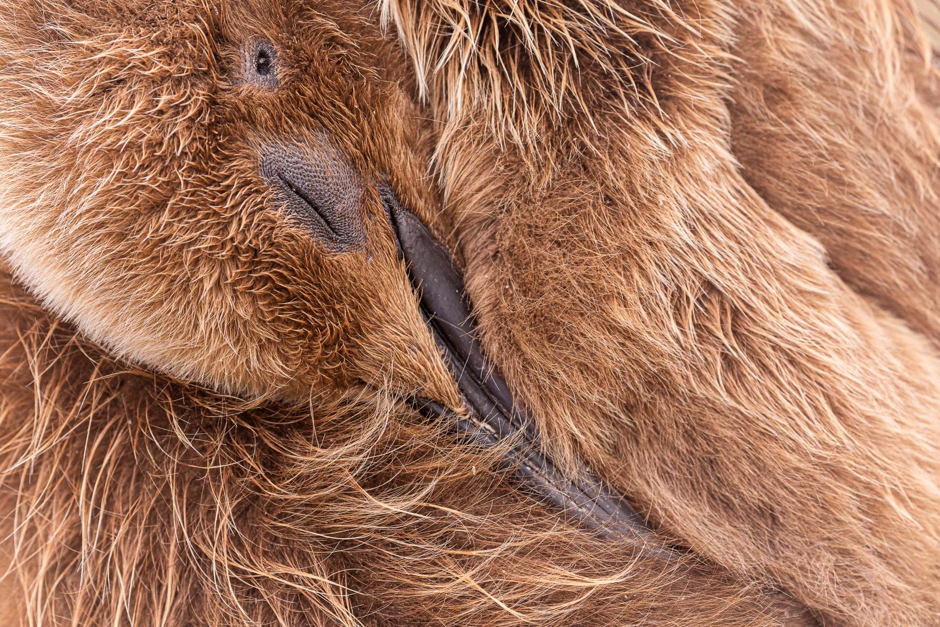 A sleeping king penguin chick in the Falkland Islands. (Photo: Andy Pollard)