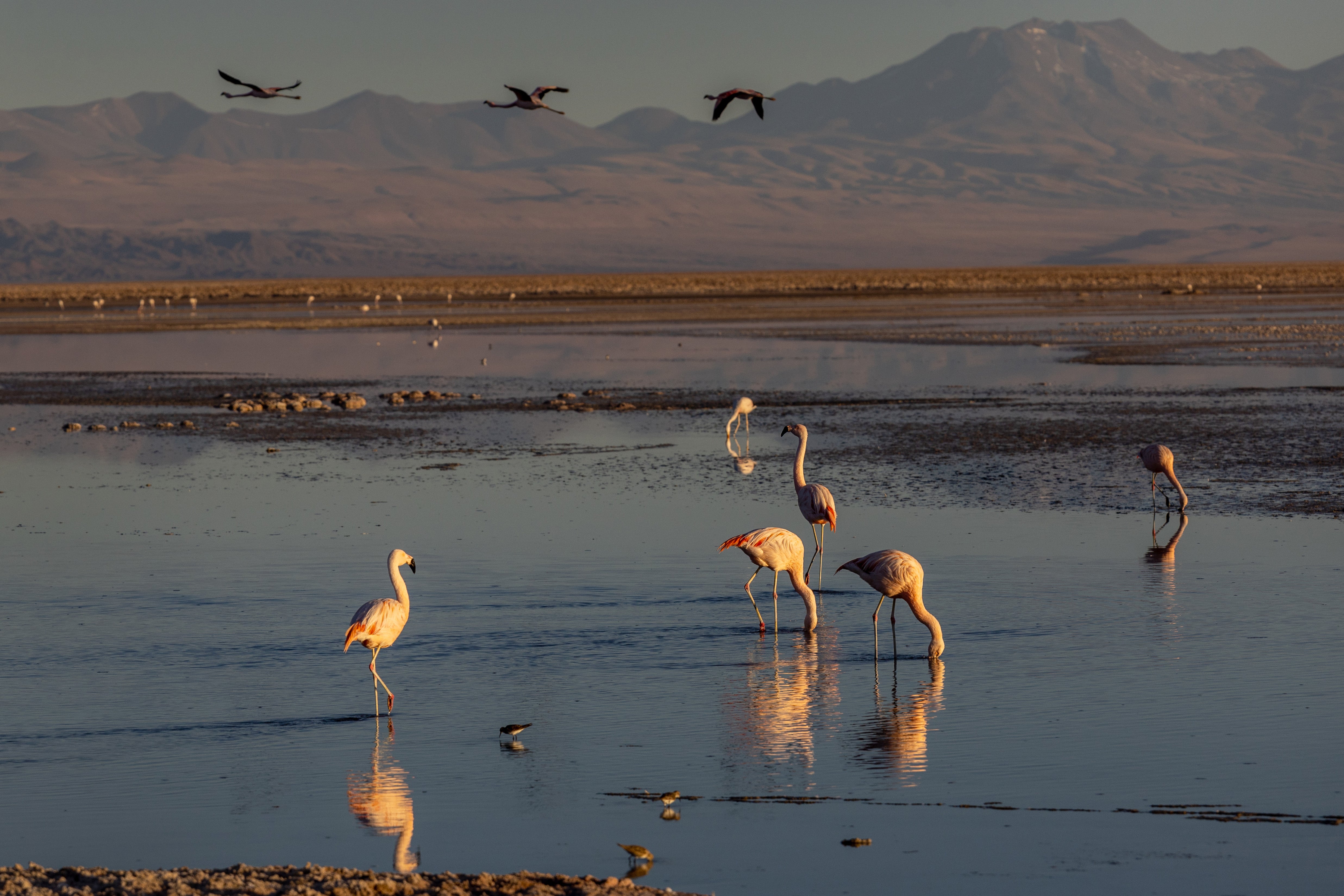 Two species near the areas where lithium mining is most popular have seen their numbers decline betweeo 10 and 12%. (Photo: John Moore, Getty Images)