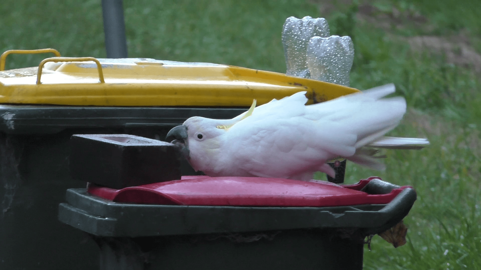 A cockatoo trying to push off the brick placed to keep it away from the trash it craves. (Photo: Barbara Klump)