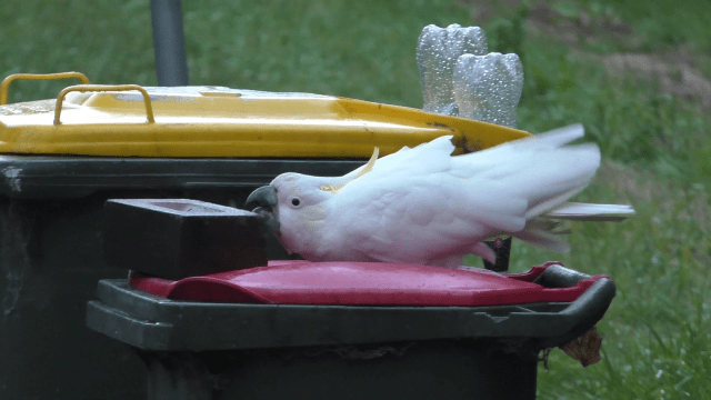 Humans and Cockatoos Are Locked in an ‘Arms Race’ Over Trash