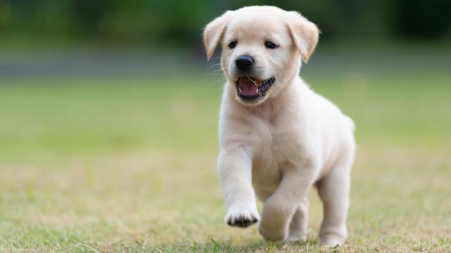 No Such Thing as an ‘Average Dog’: How Pups Get Their Personalities