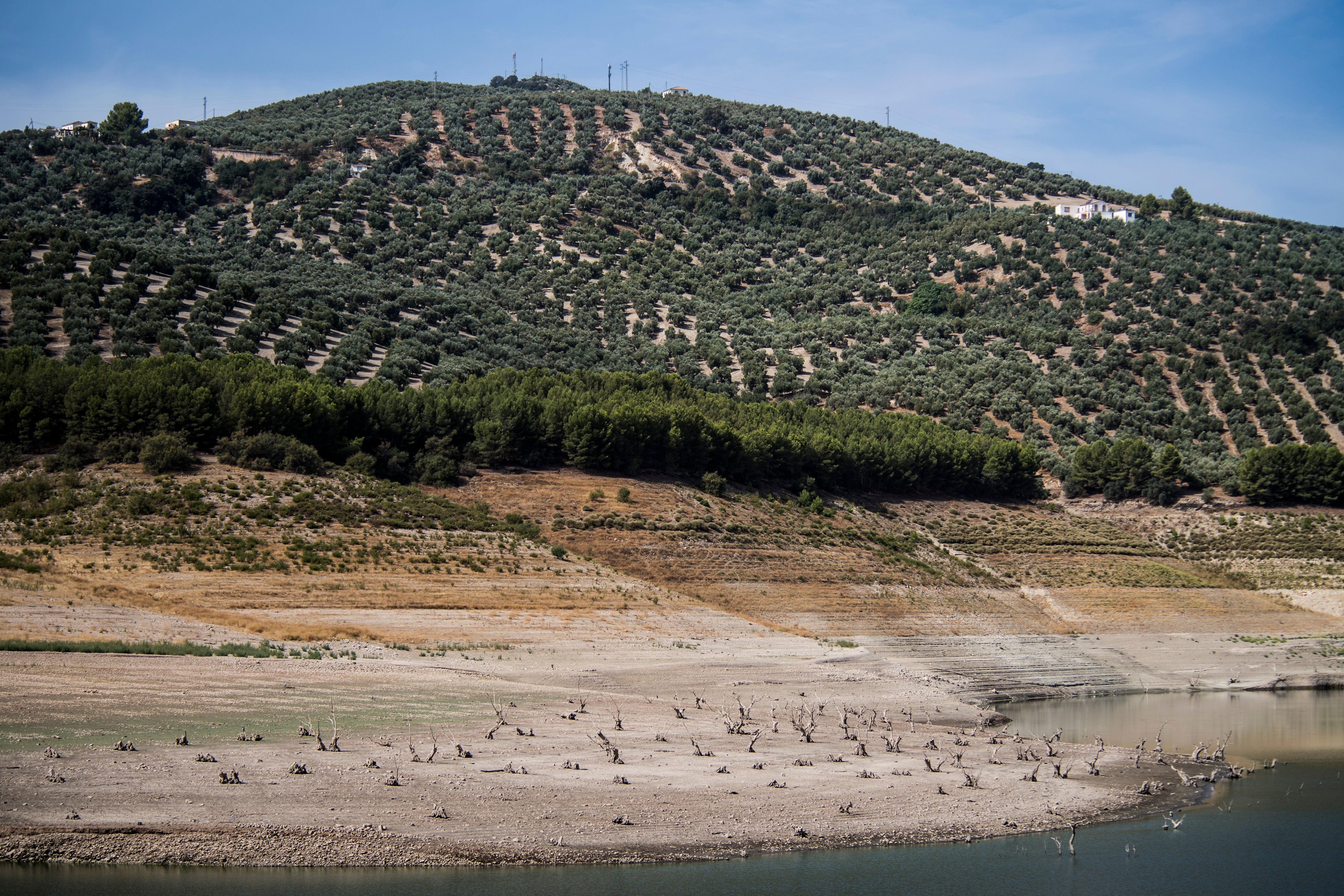 Rows of olive trees next to the Iznájar reservoir in Andalusia. (Photo: Carlos Gil, Getty Images)