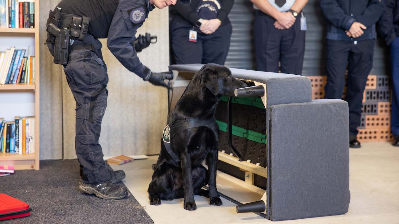 afp technology detection dogs
