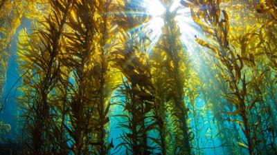 Turns Out Ocean Forests Are Much Larger and More Productive Than We Originally Thought