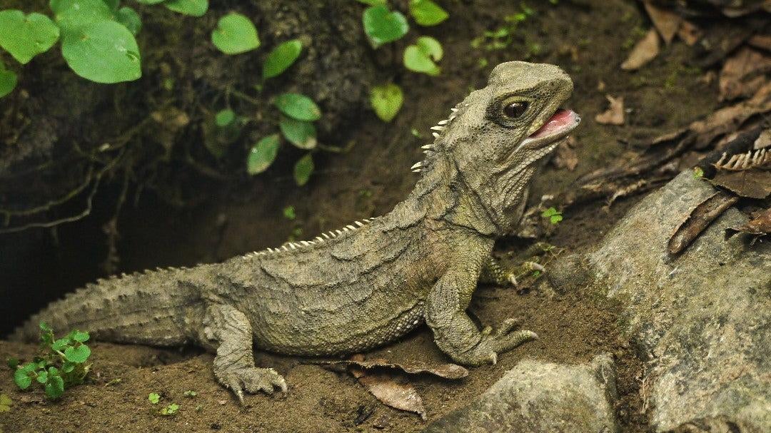 This Ancient Reptile Is Not a Lizard, Don’t Call It a Lizard