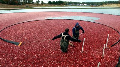 Massachusetts’ Cranberry Harvest Is in Peril Due to Northeast Drought
