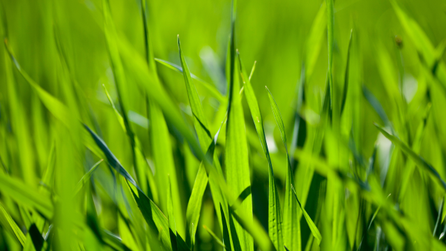 Ask Giz: Why Does Grass Form a Pointed Tip When It’s Cut Straight?
