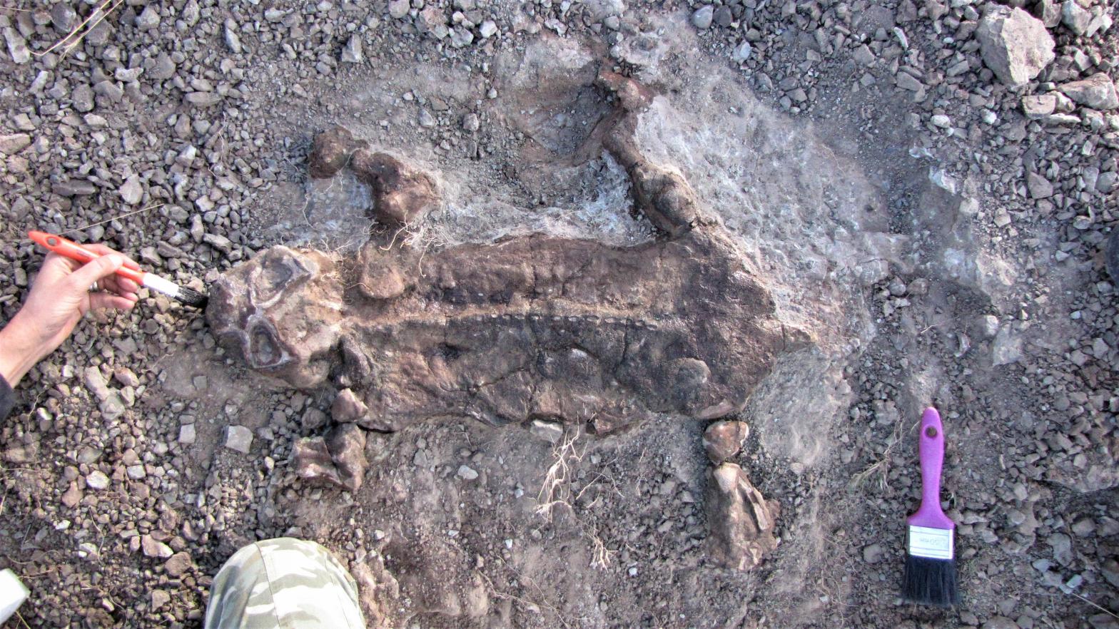 Juvenile Lystrosaurus murrayi skeleton with enveloping layer interpreted as mummified skin.  (Photo: Courtesy Roger Smith)
