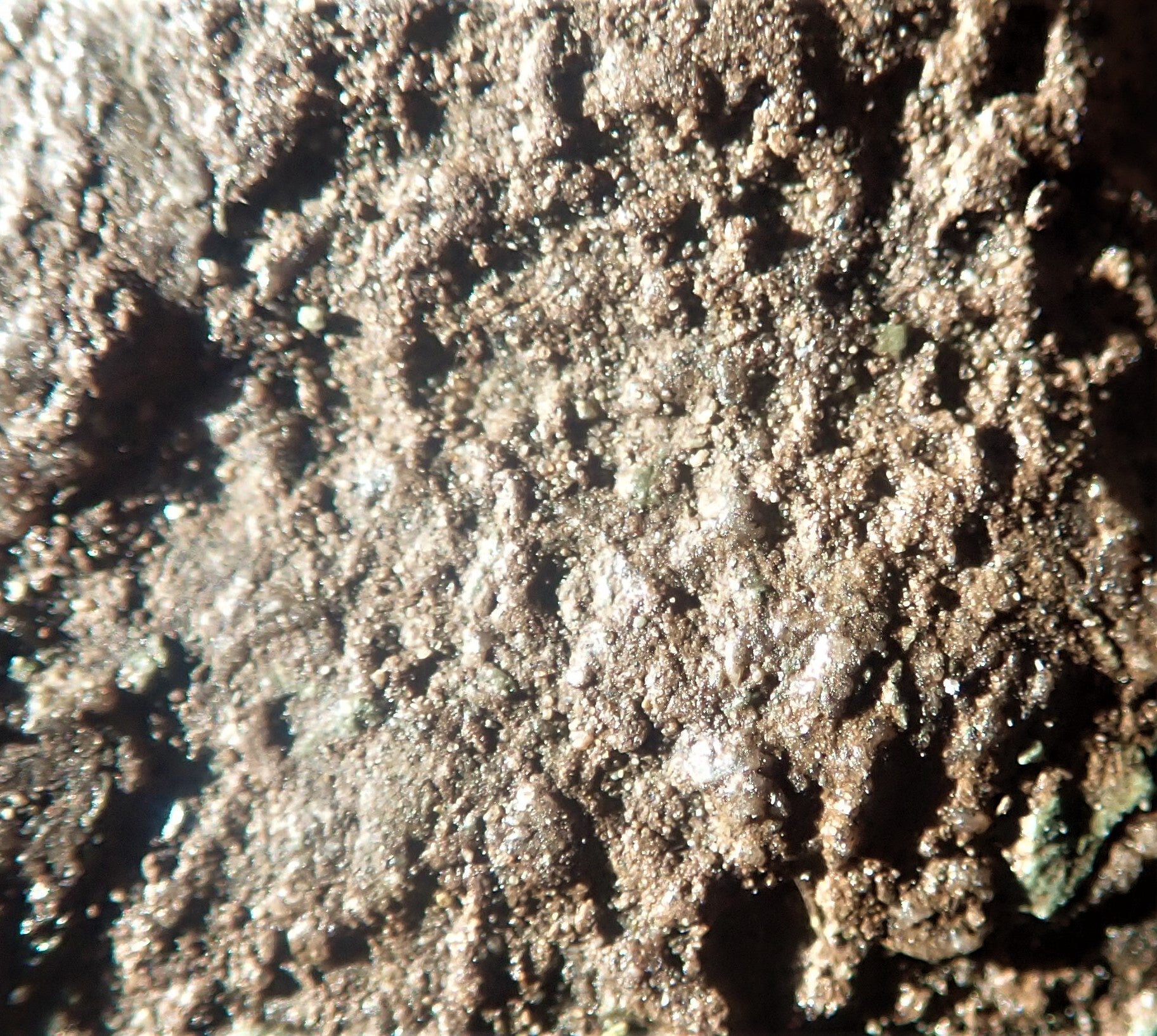 Close-up of the pustular surface texture of interpreted mummified skin.  (Photo: Courtesy Roger Smith)