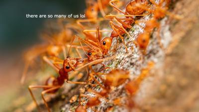 Sleep Tight Knowing There Are 20 Quadrillion Ants on Earth and They Weigh More Than All the Birds and Mammals Combined